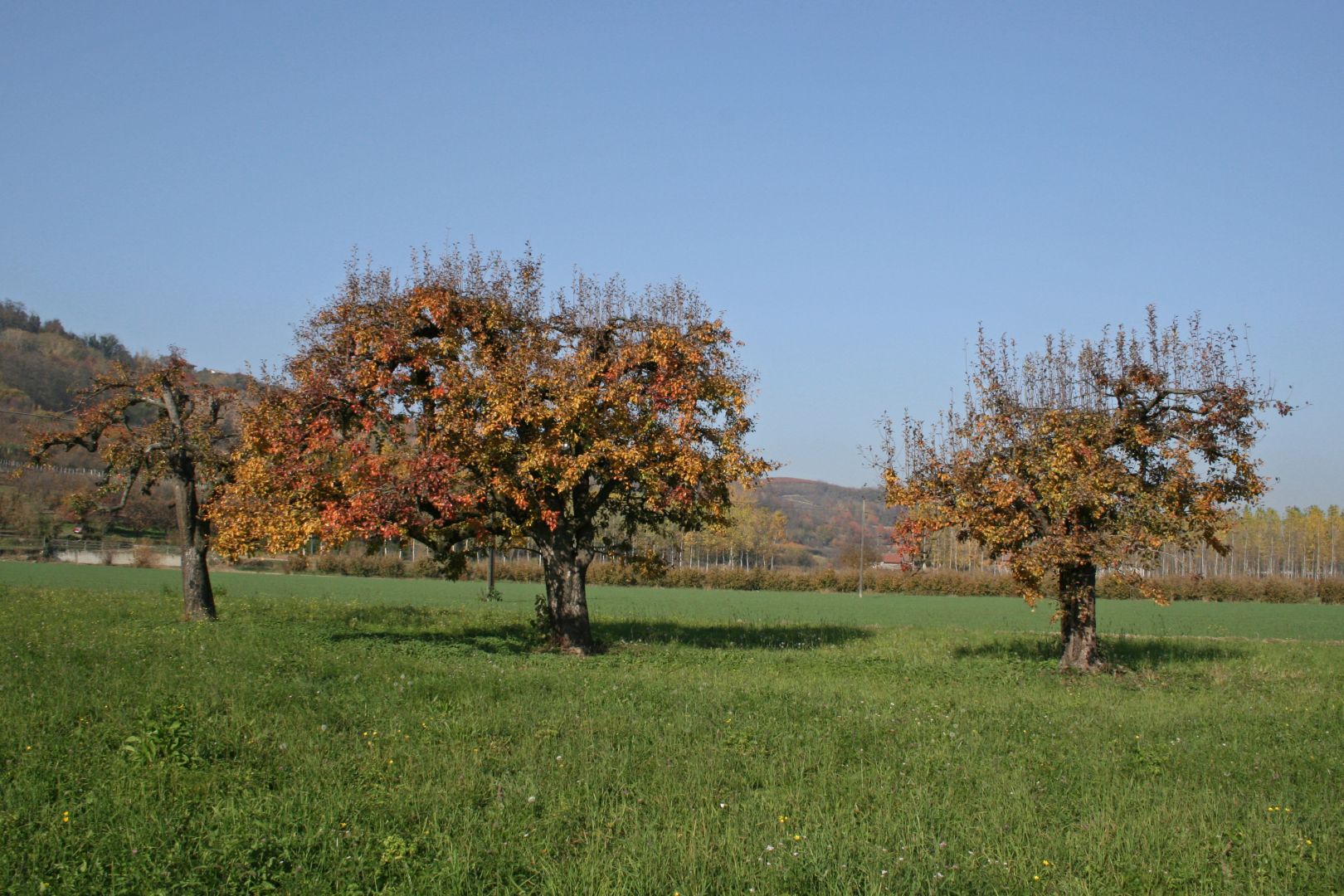 Piante storiche di pero Madernassa