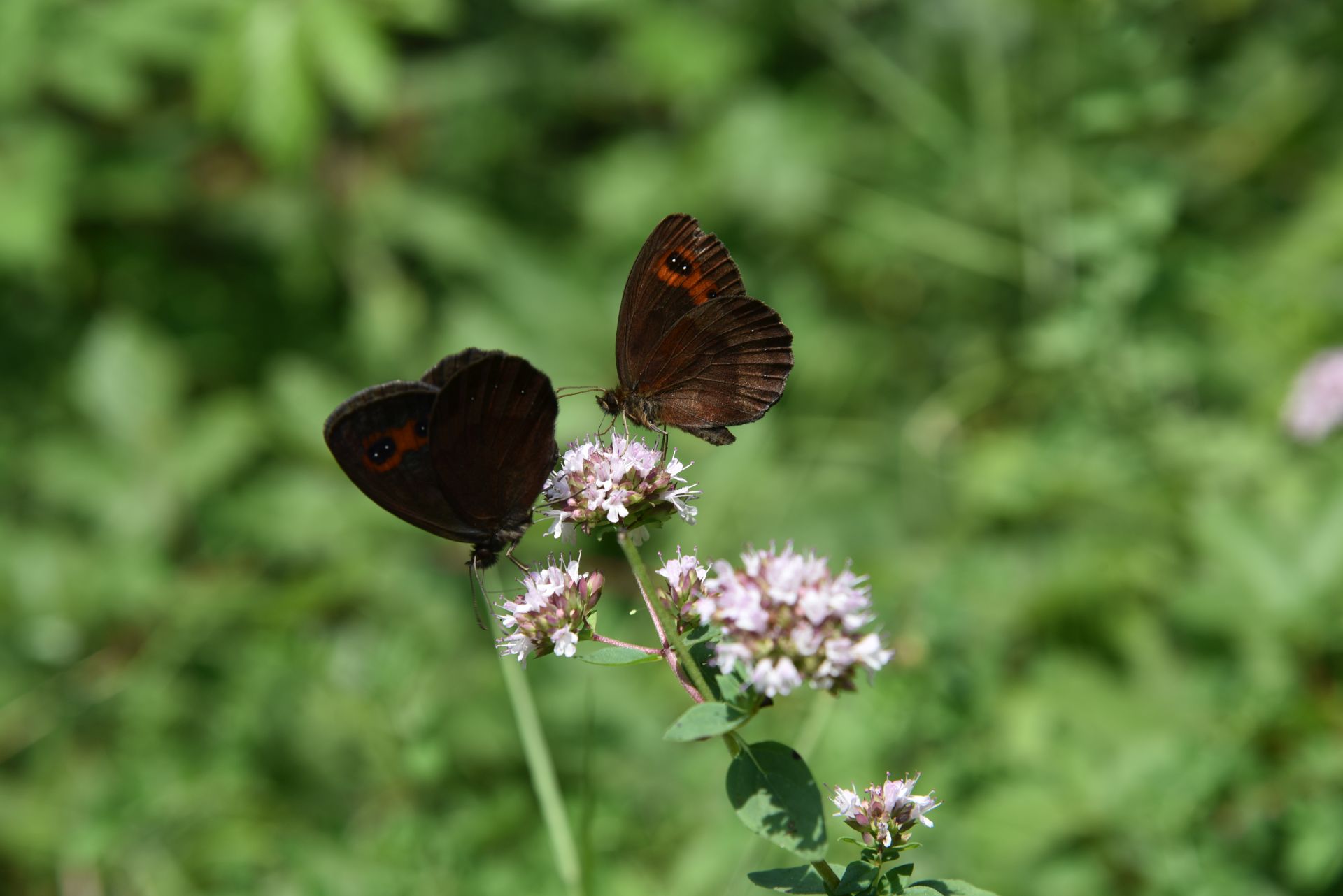 Erebia Aetiops