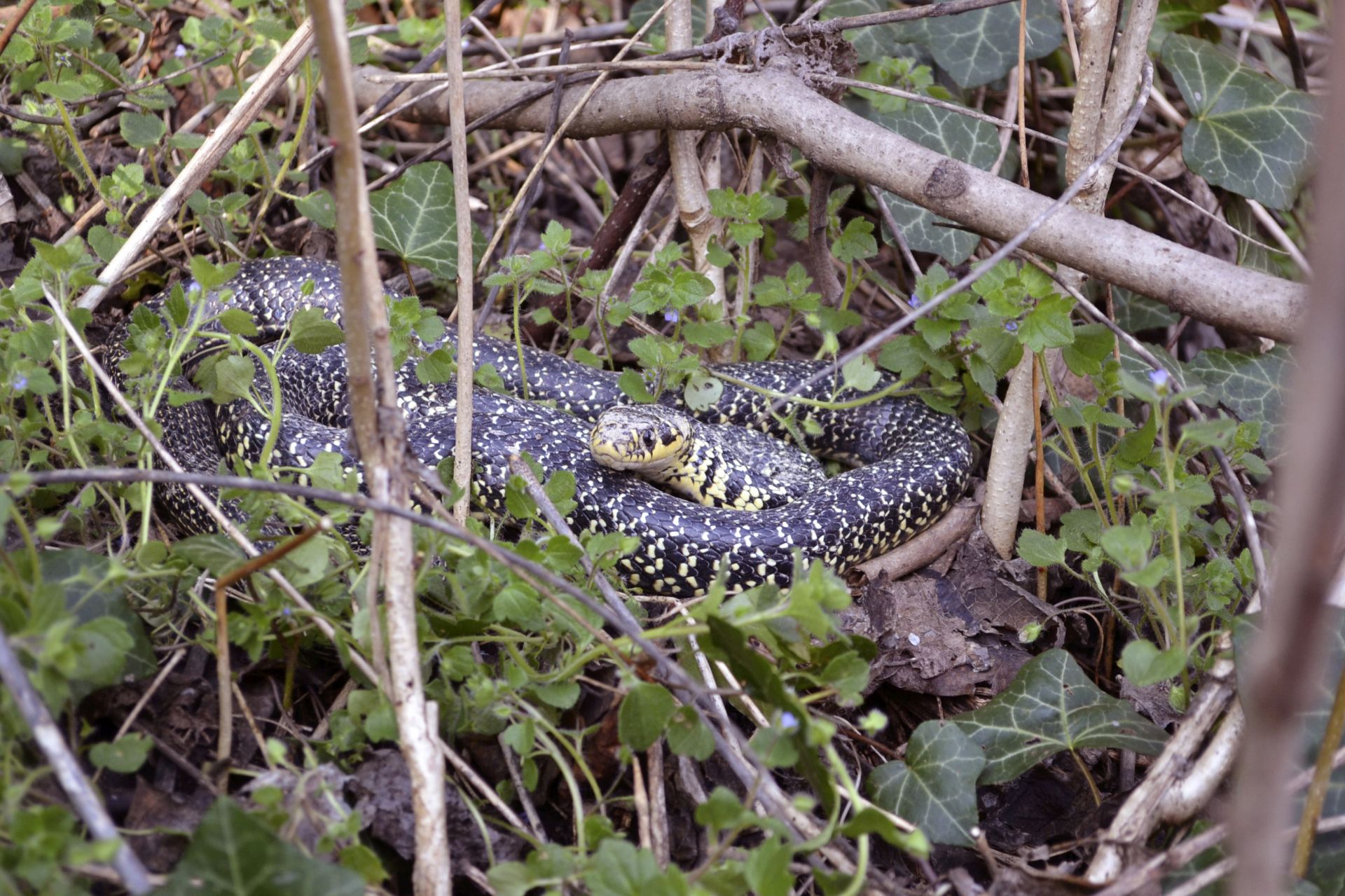 Coluber viridiflavus