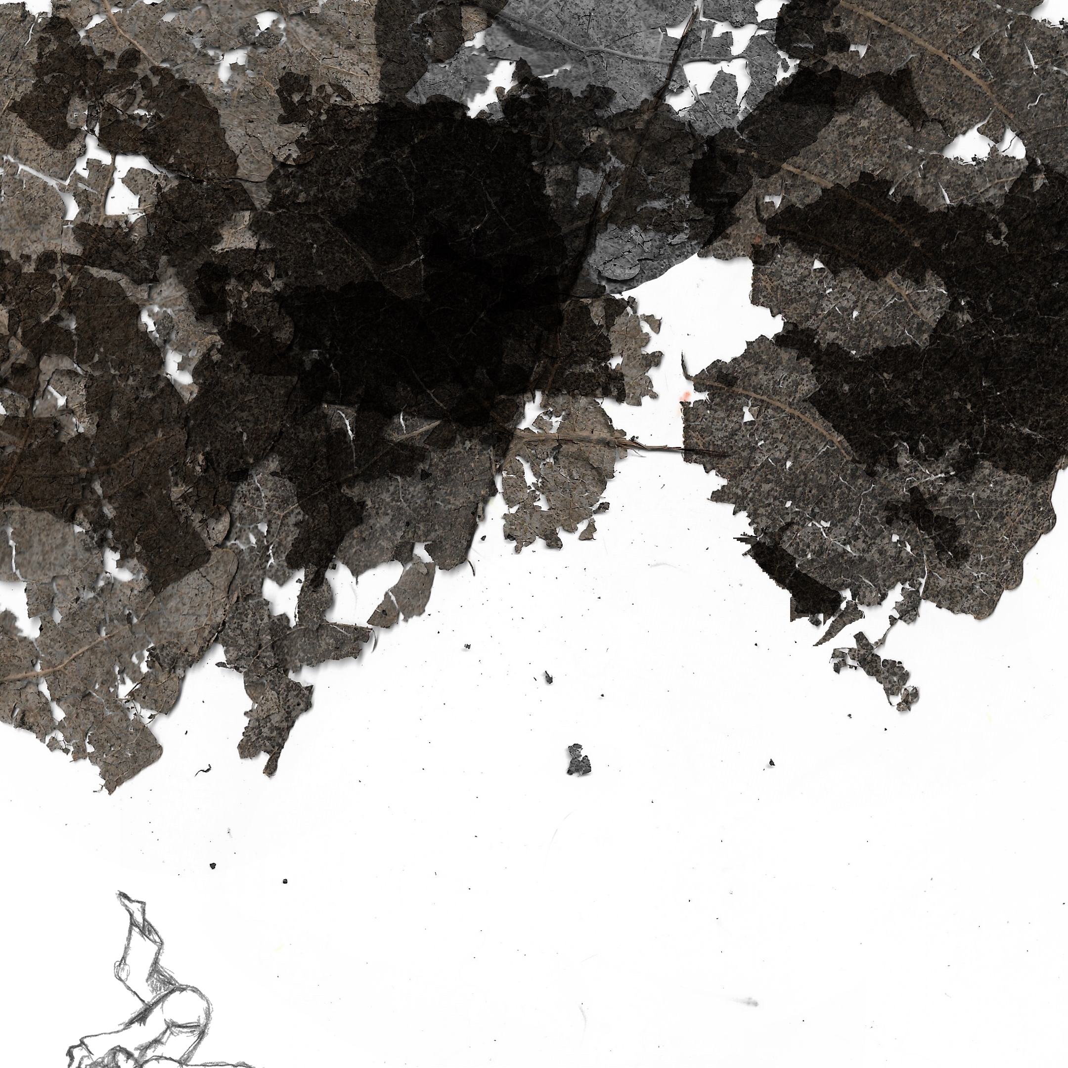 Illustrazioni  IperBosco 