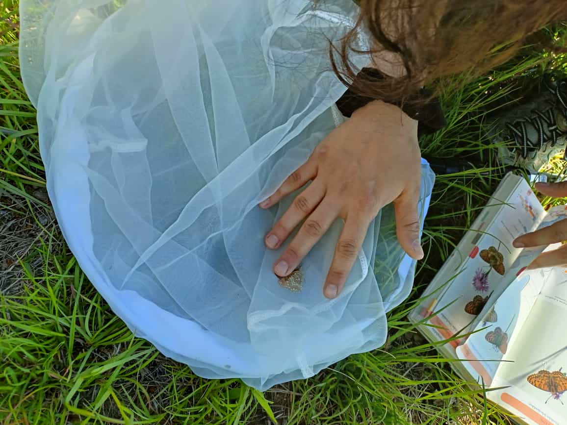 Butterfly Monitoring Scheme