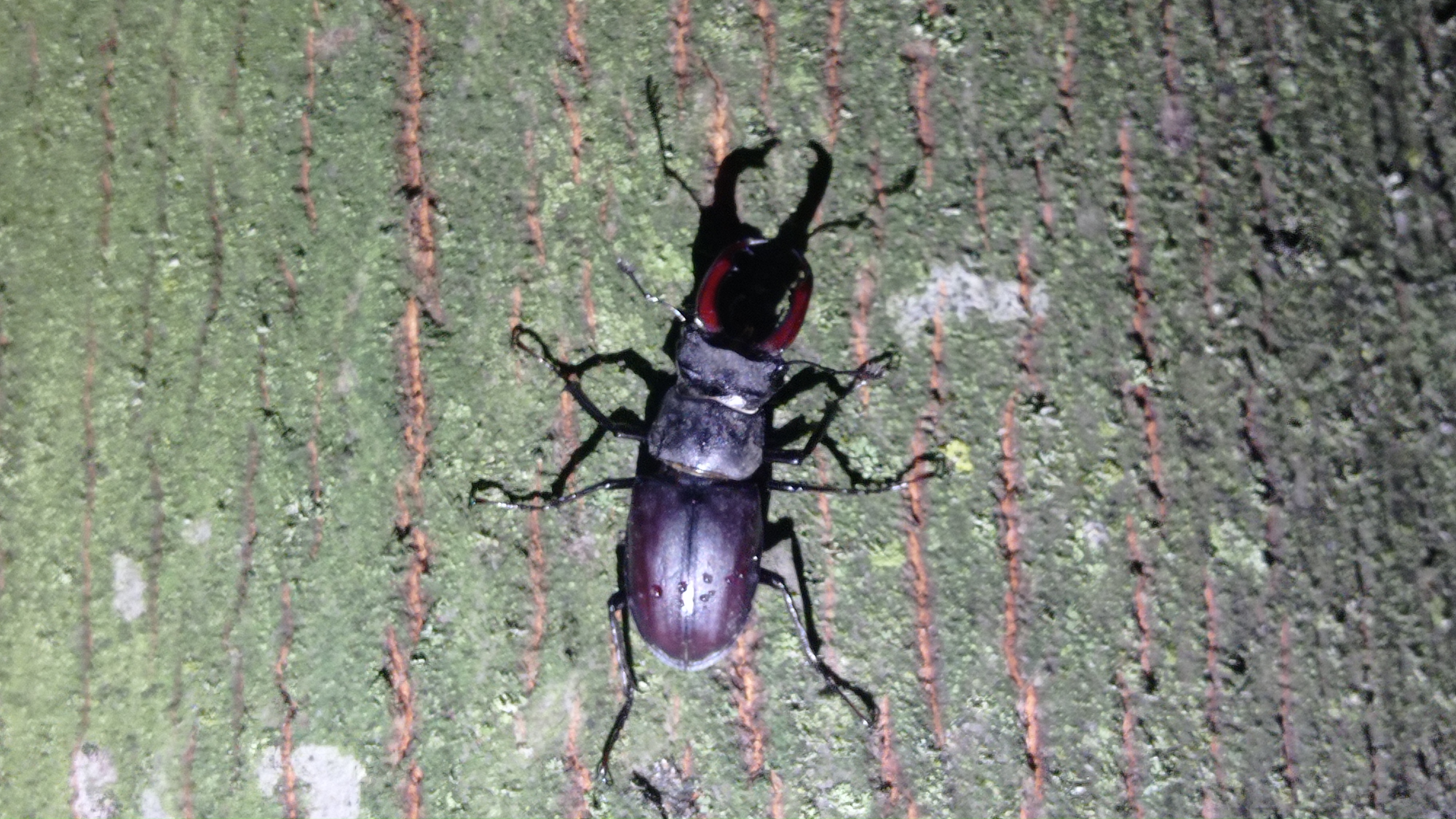 Monitoraggio Cervo Volante (Lucanus cervus)