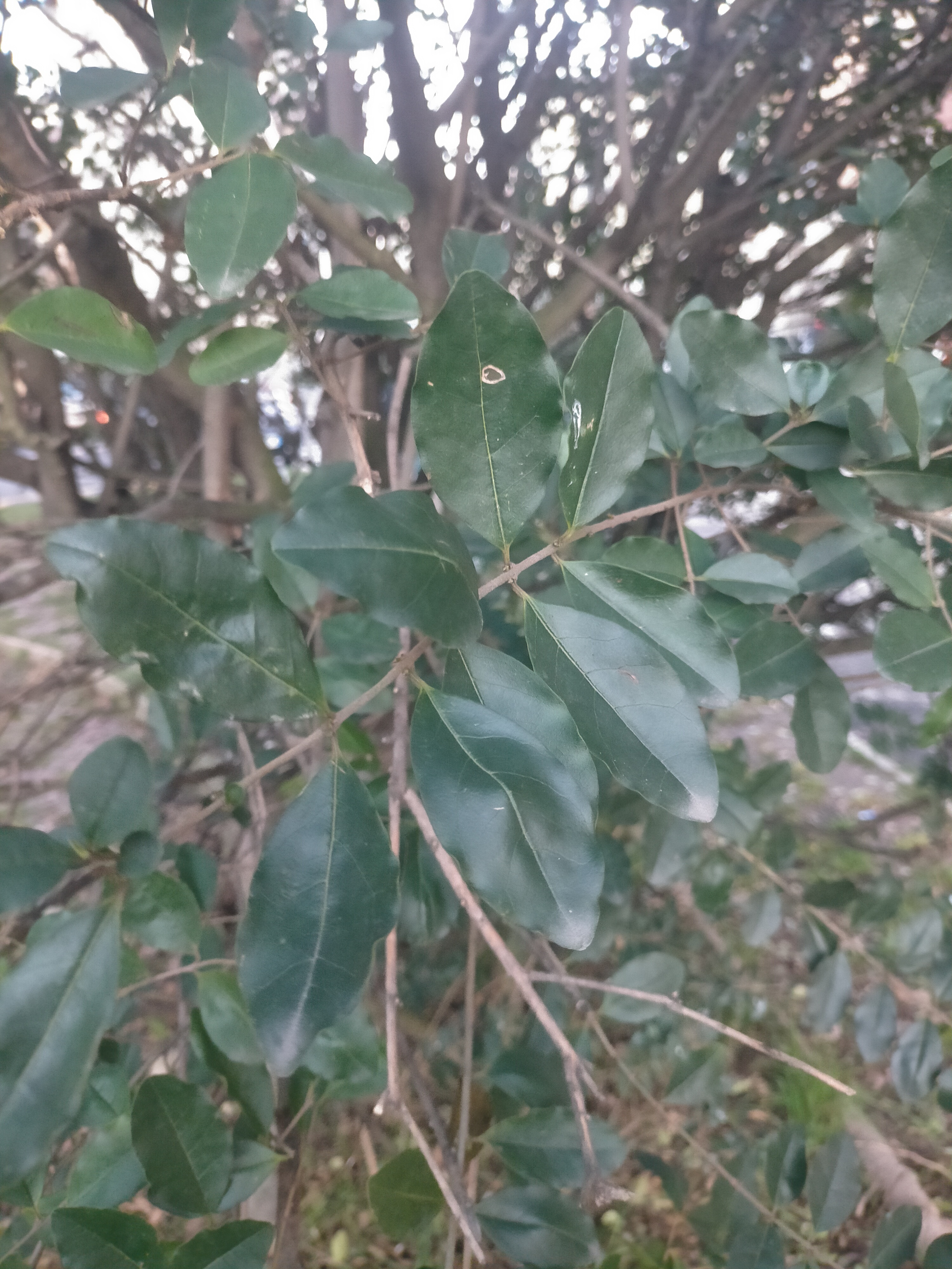 Ligustro (Ligustrum sinense lour)