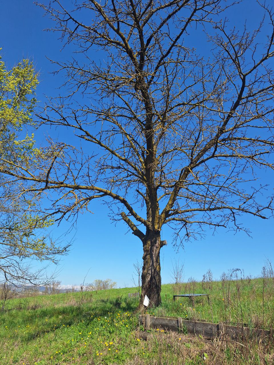 Olmo americano (Ulmus americana)