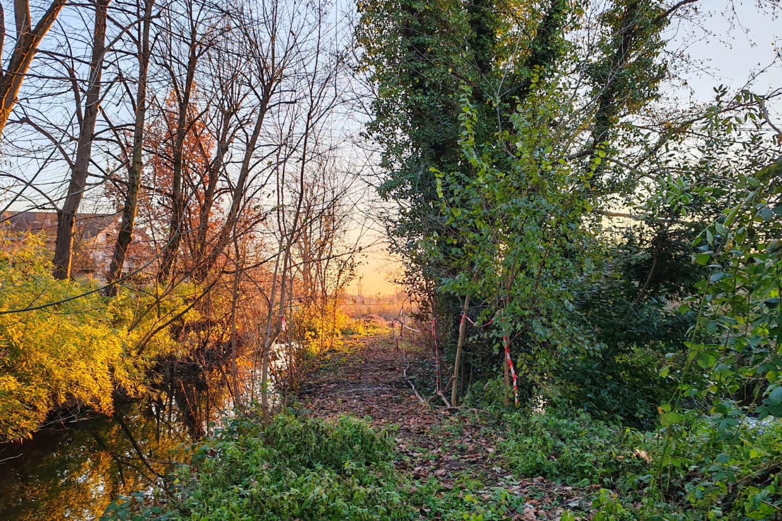 Bosco di Binasco