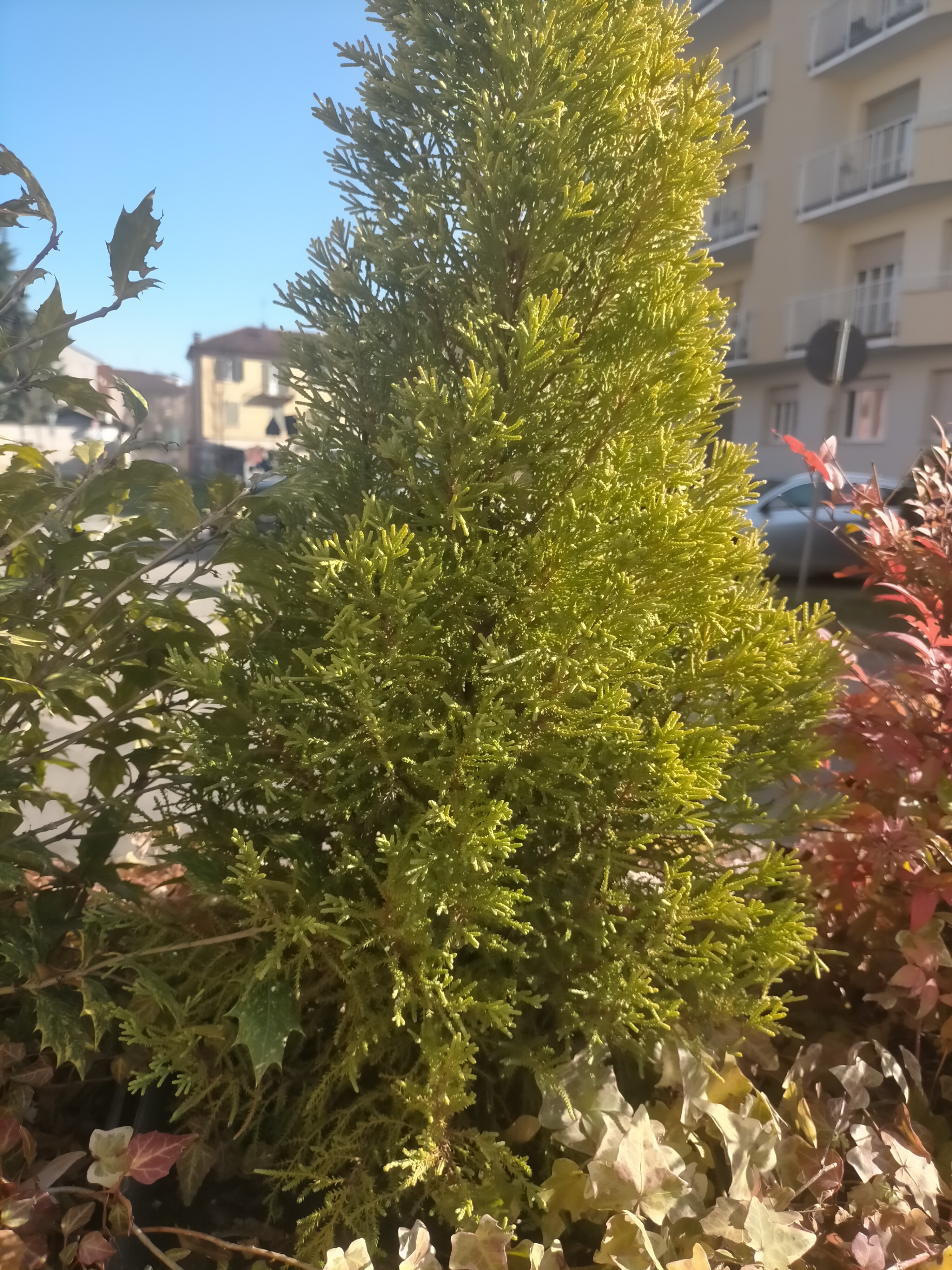 Cipresso di Montery (hesperocyparis macrocarpa bartel)
