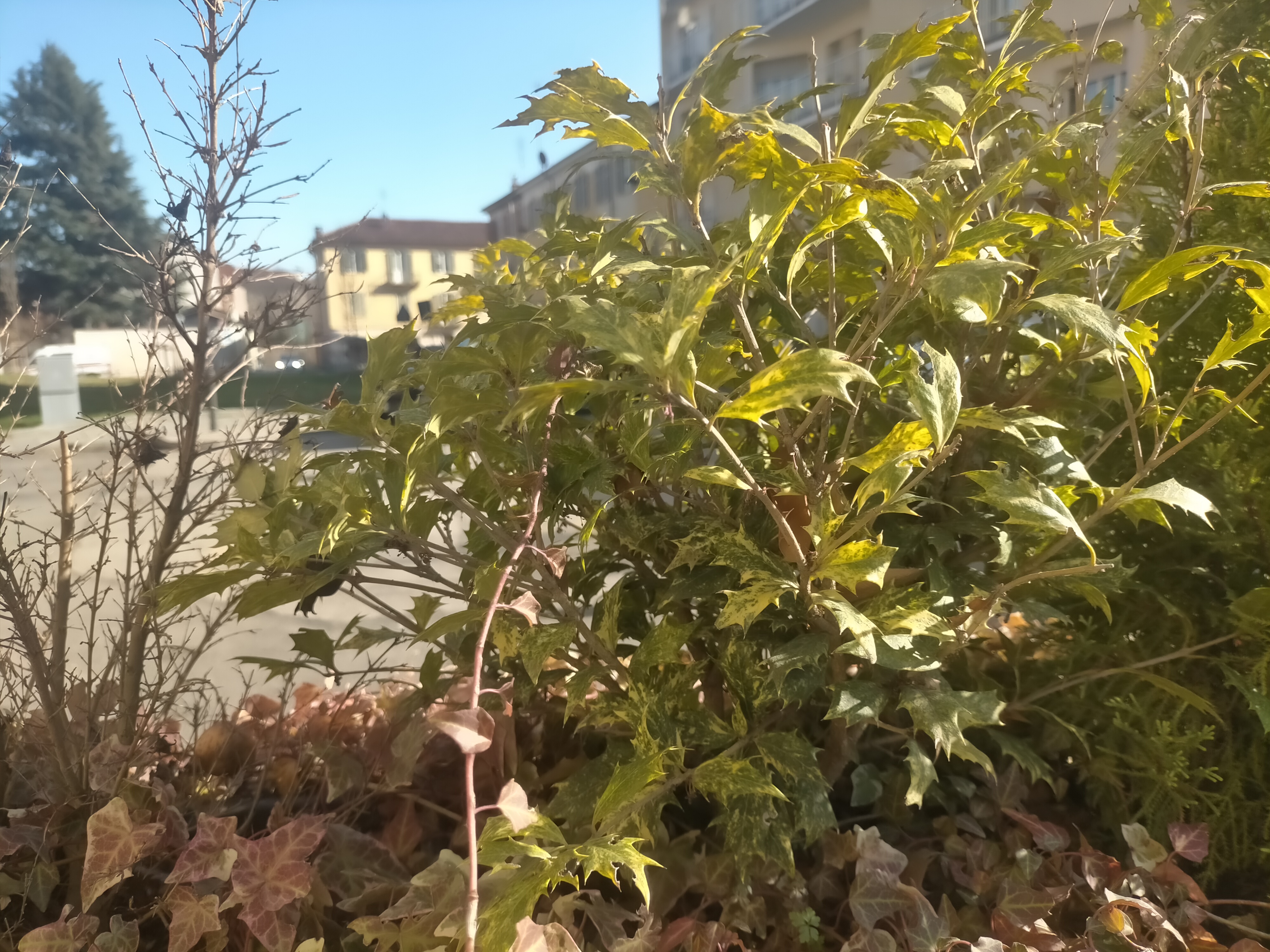 Osmanto a foglia variegata (Hosmantus heterophyllus)  