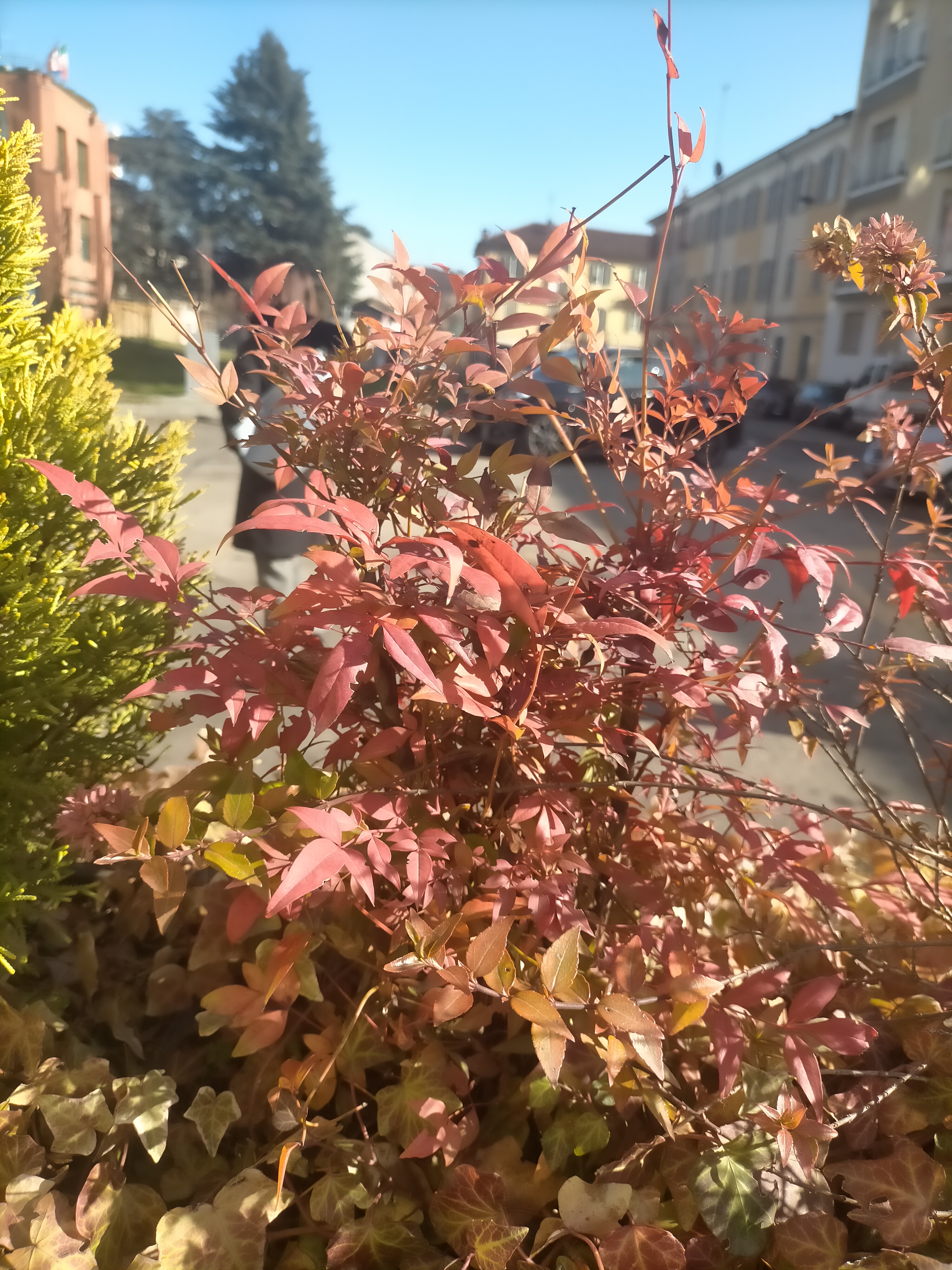Nandina domestica