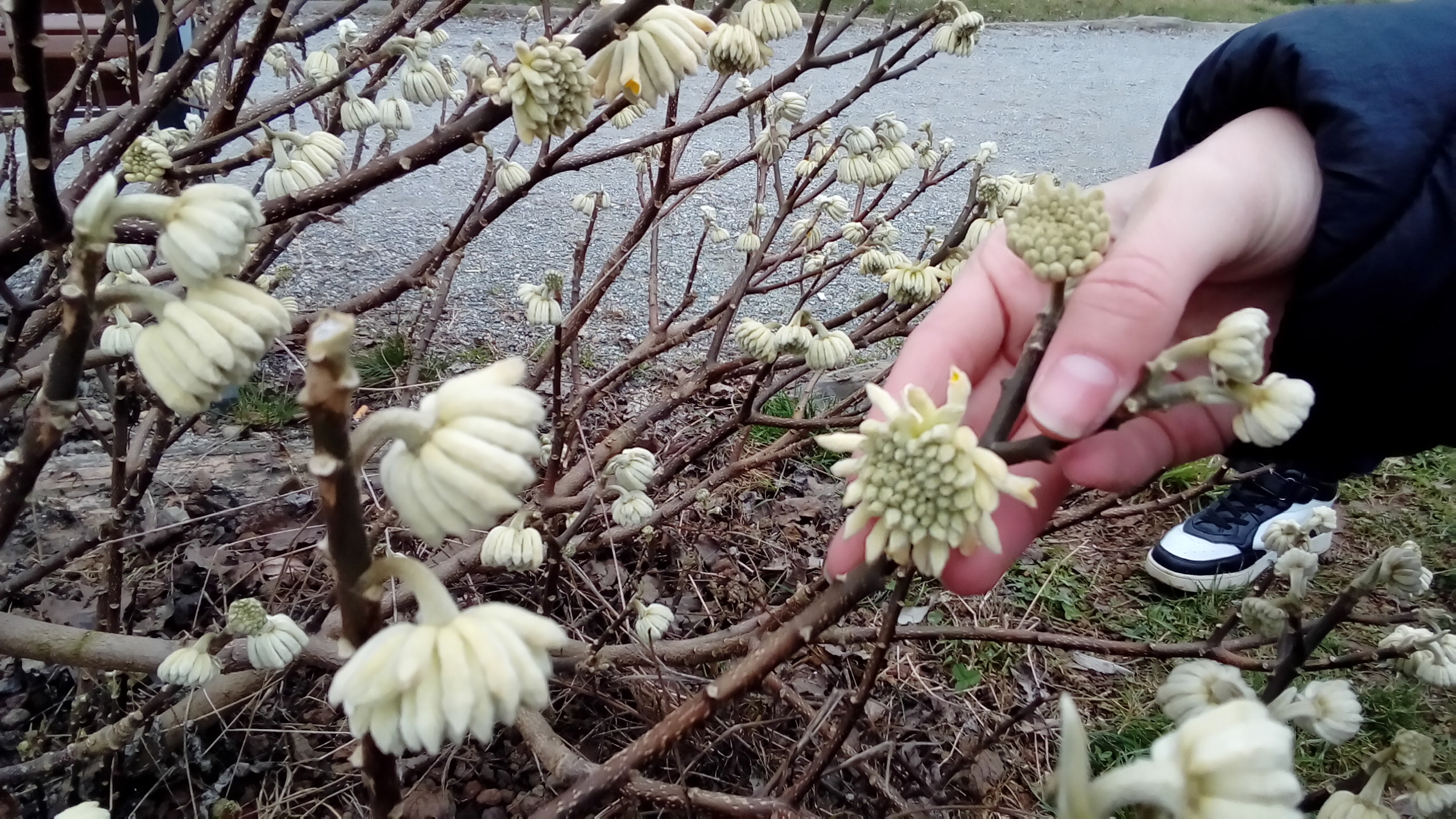 Bastone di San Giuseppe