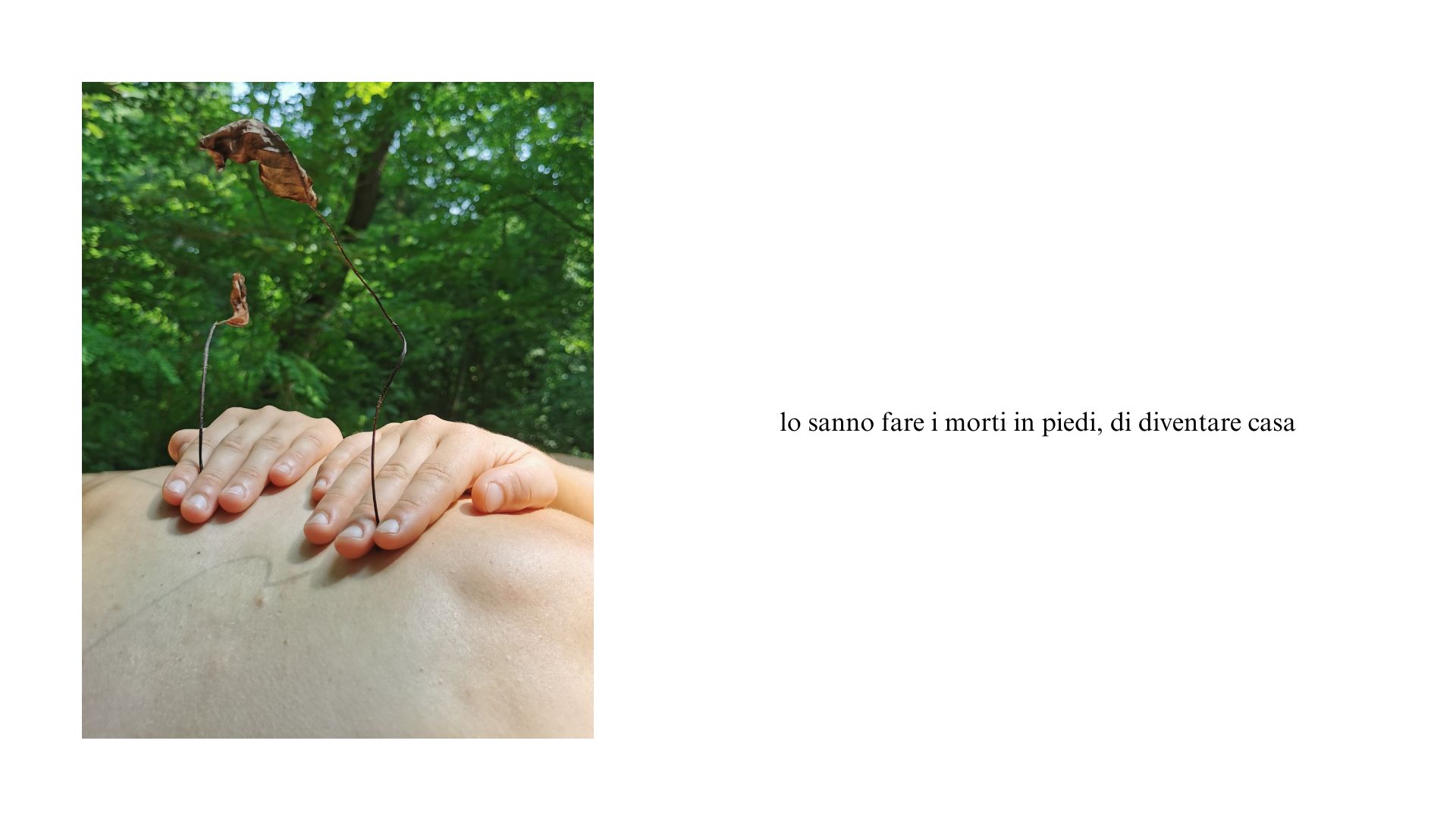 Il letargo e la luna