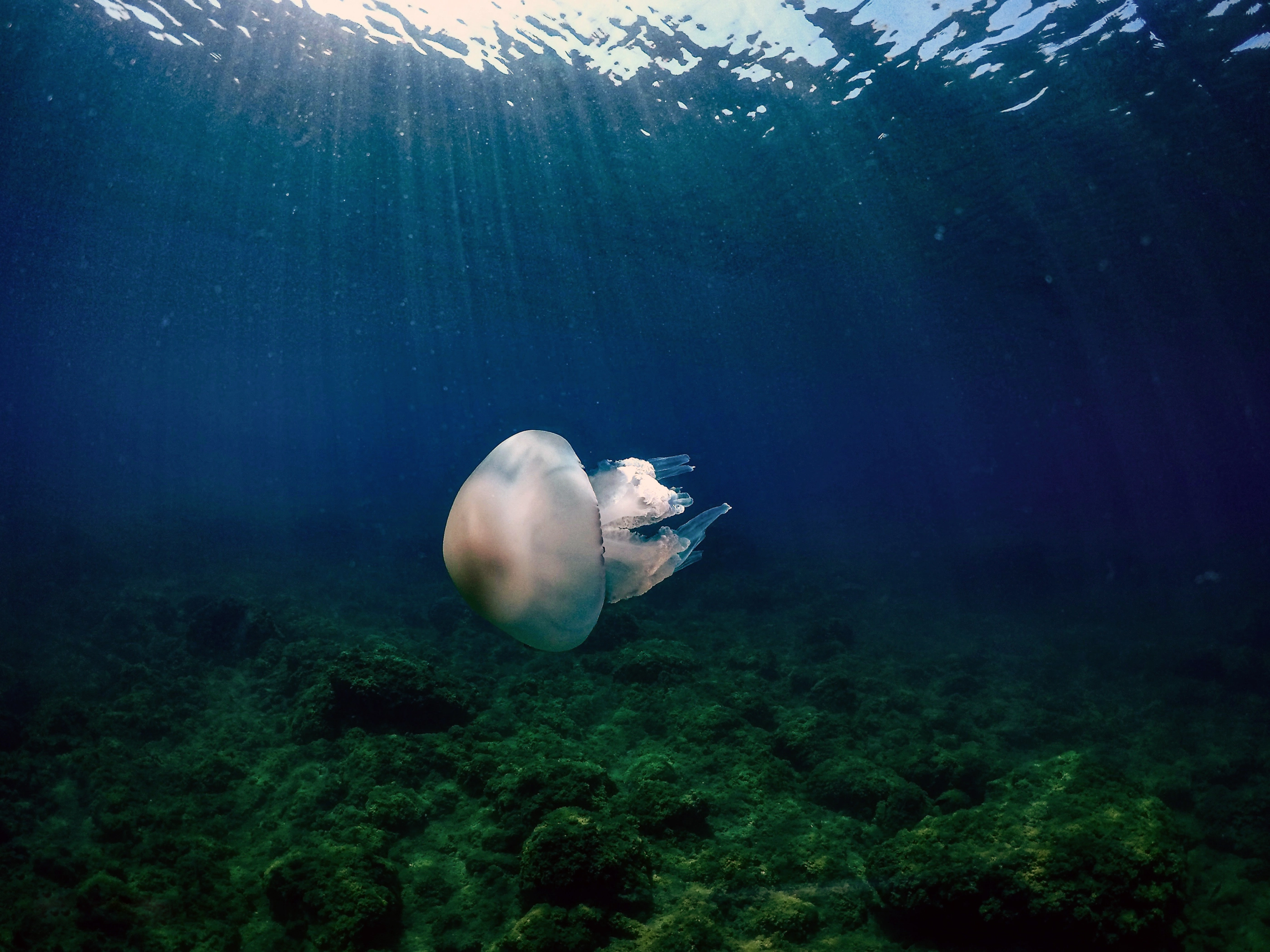 Tentacular Thinking. Experiencing underwater assemblages of culture and nature