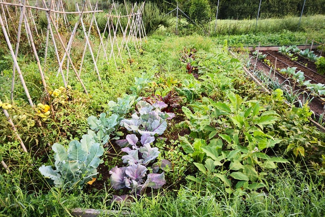 Regolamento Orti Urbani e Comunitari – Roma