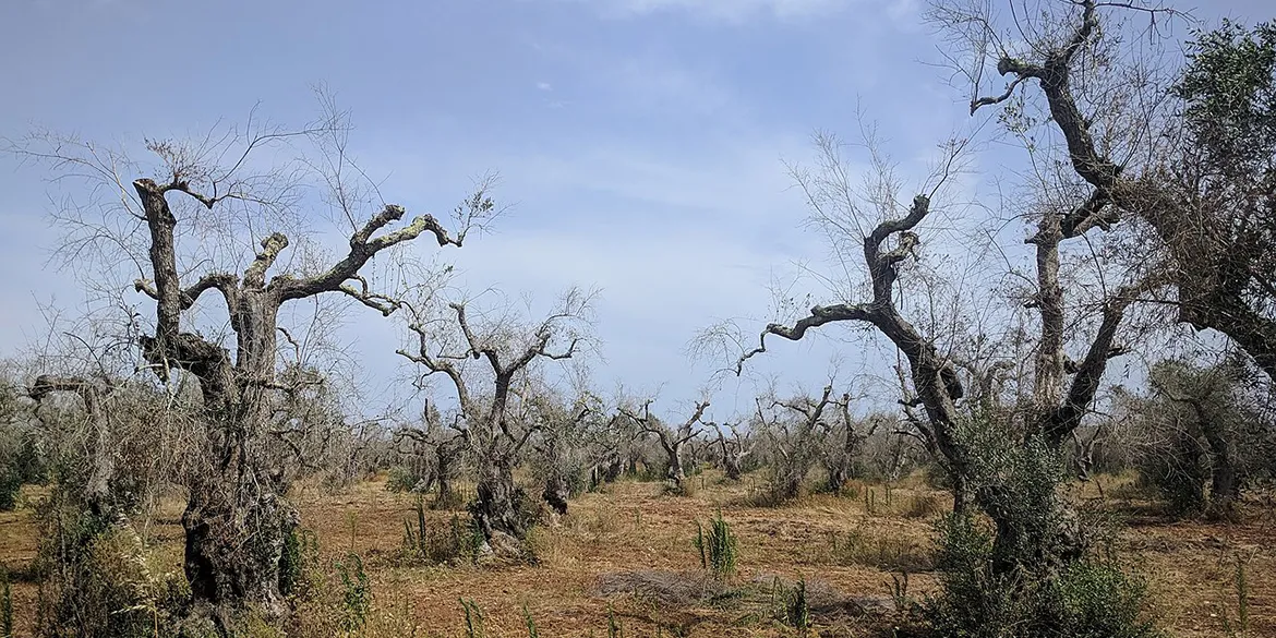Agricoltura Rigenerativa Post Xylella