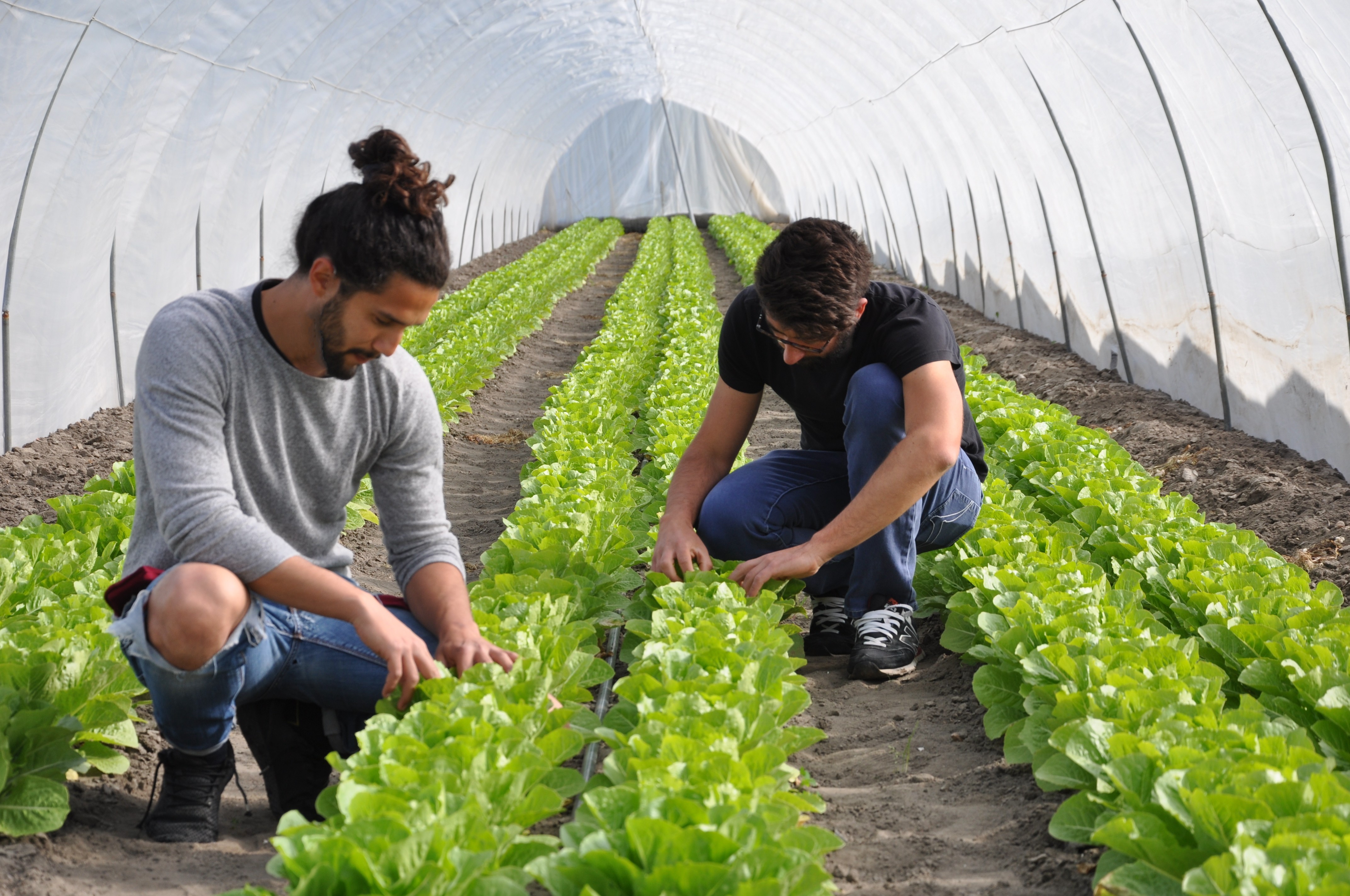 Smarties.bio - Costitutori e Produttori di sementi