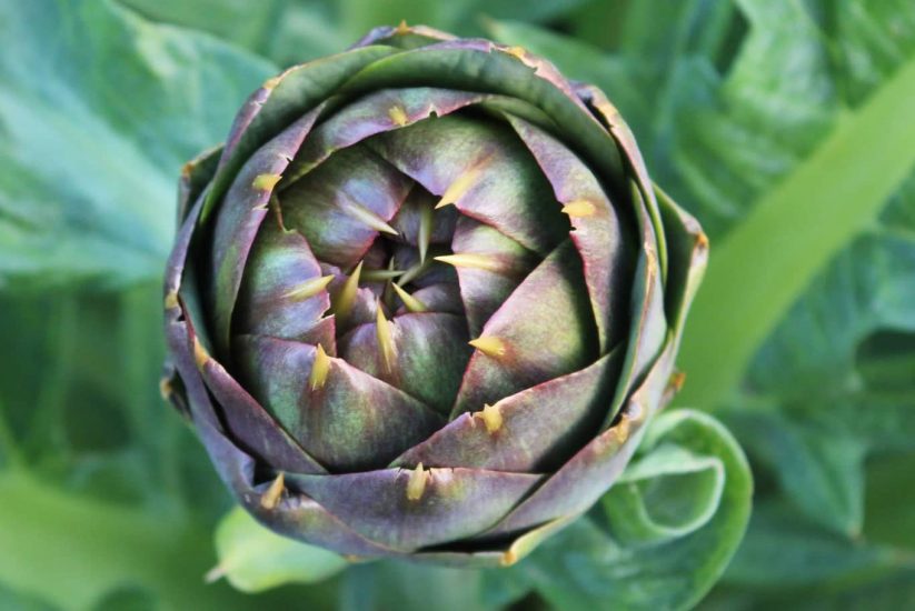 Carciofo spinoso di Menfi