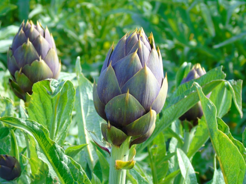 Carciofo spinoso di Menfi