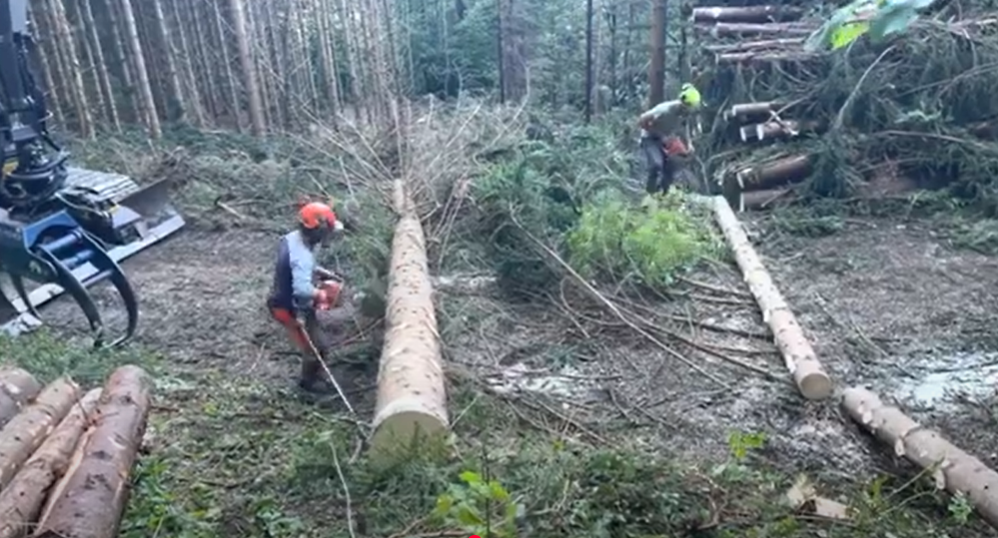 Rinaturalizzazione del territorio