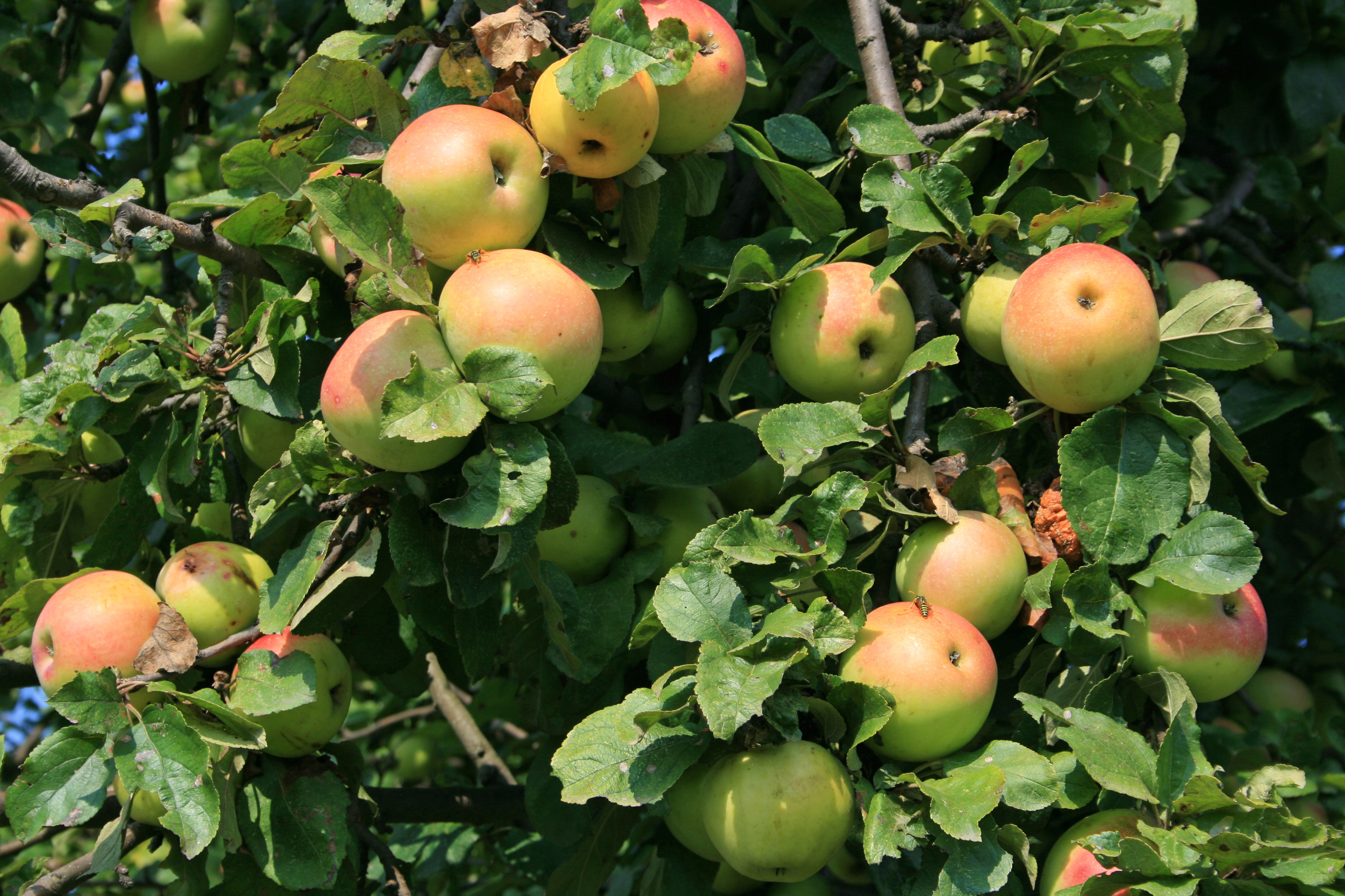 Il ruolo primario della pianta
