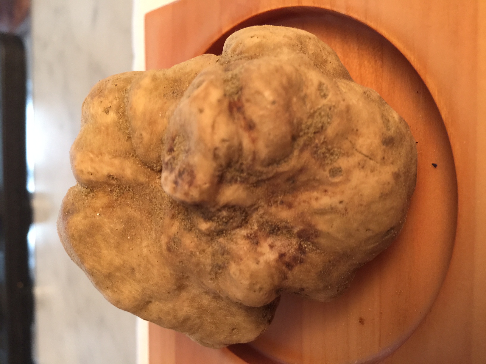 Tartufo bianco d’Alba 
Tuber magnatum pico