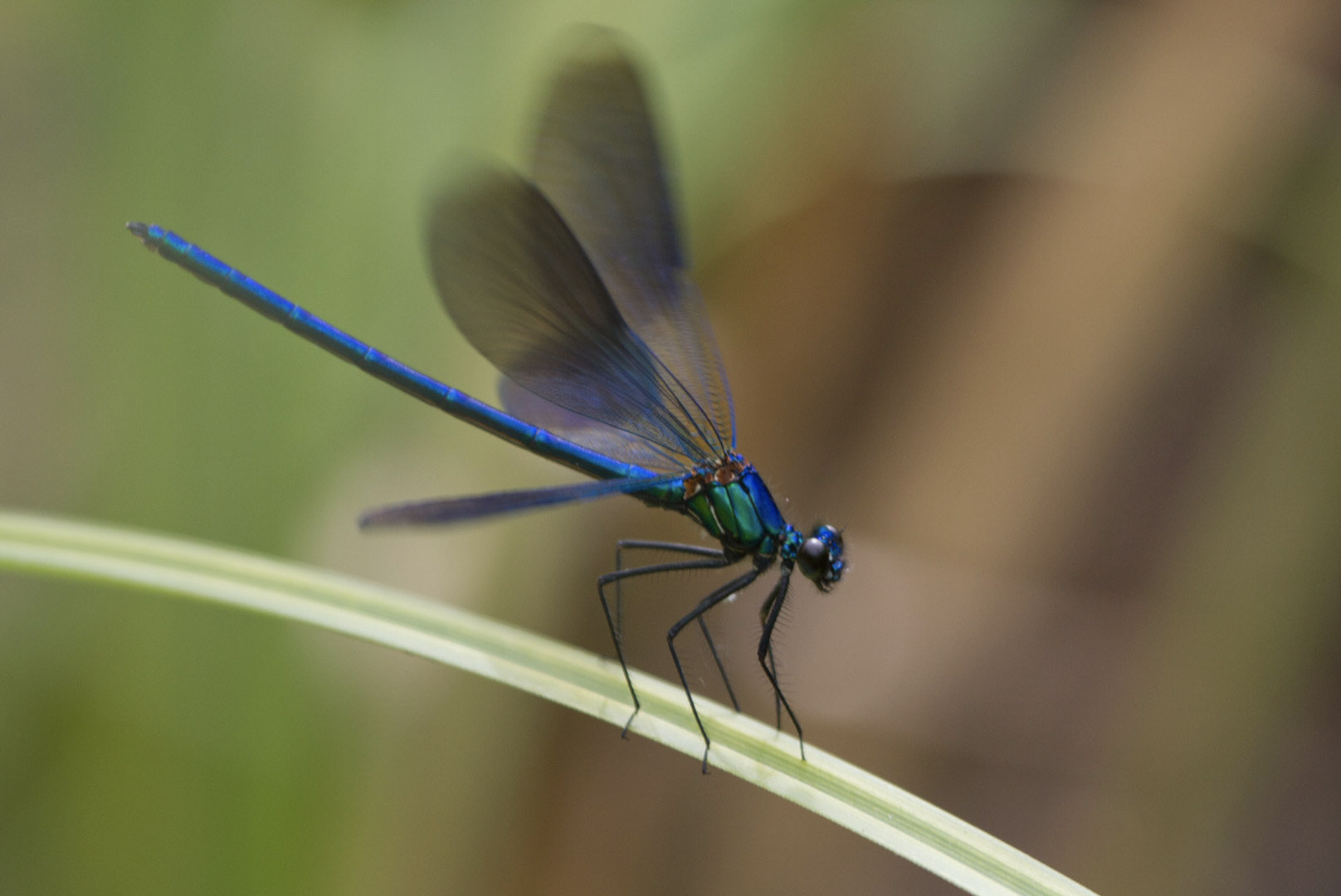 Laghetto delle libellule