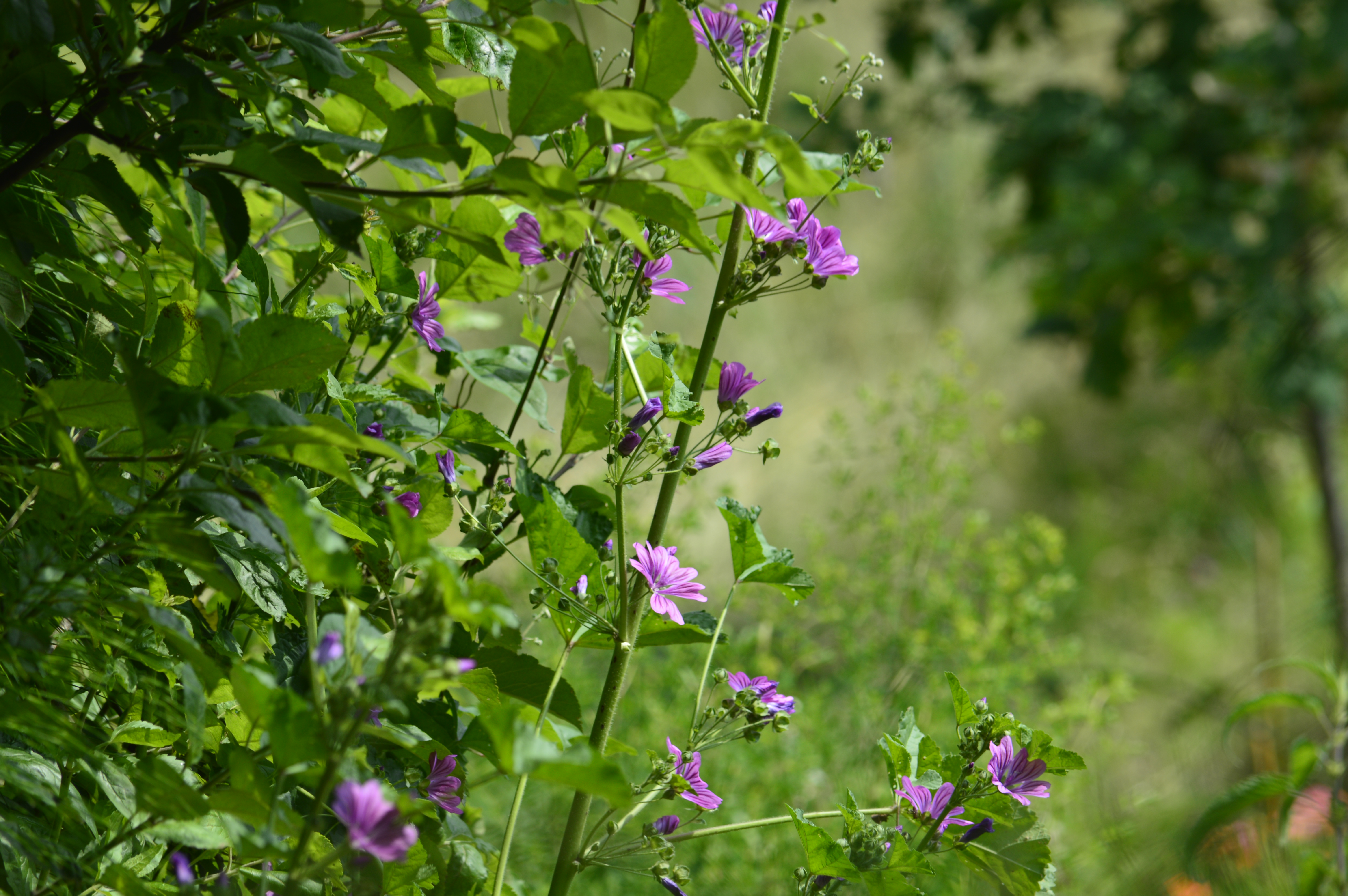 Si dà un’impronta che la natura riconosce 