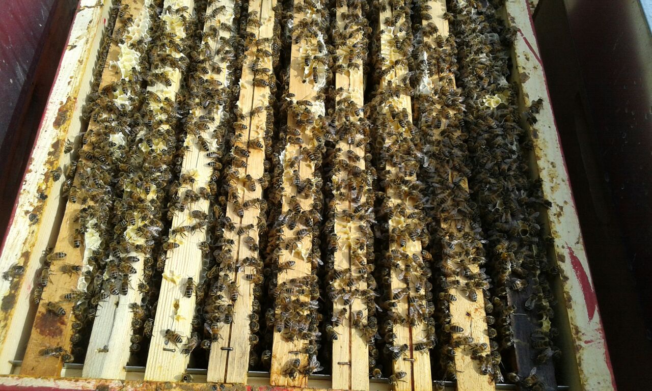 L’ape è l’ingranaggio della vita