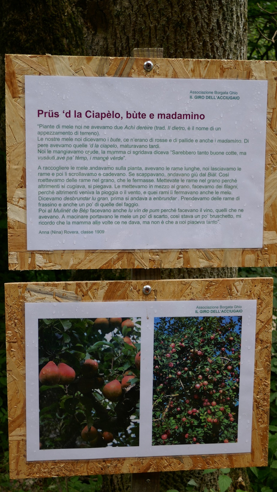 Bùte, Madamìno, Prüs de la Ciapèlo