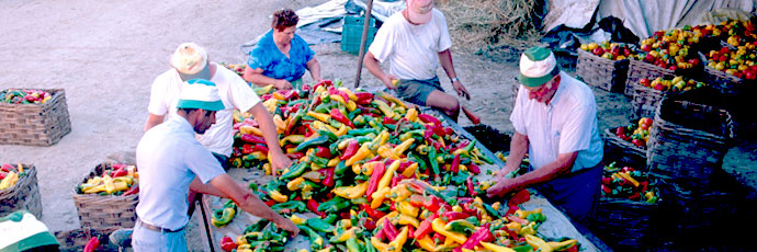 Peperone corno di bue di Carmagnola Presidio Slow Food