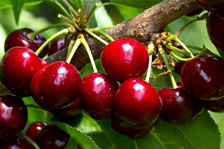 Prodotti PAT Collina Chierese