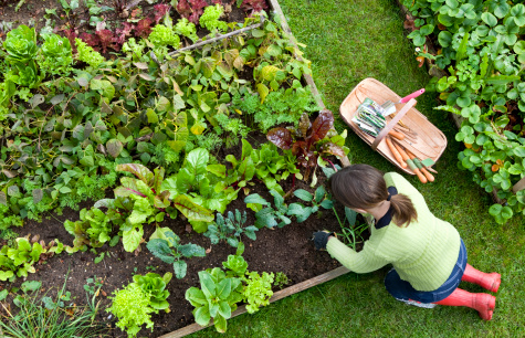 Cooperativa Agricolor Fattoria Sociale