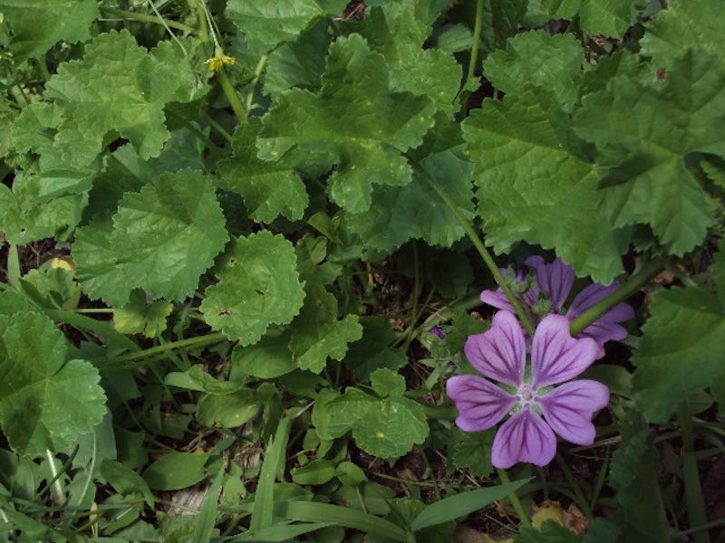 Le piante selvatiche di Gabii
