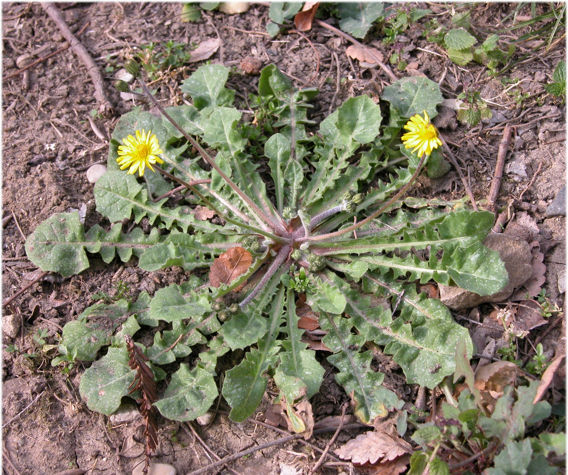 Le piante selvatiche di Gabii