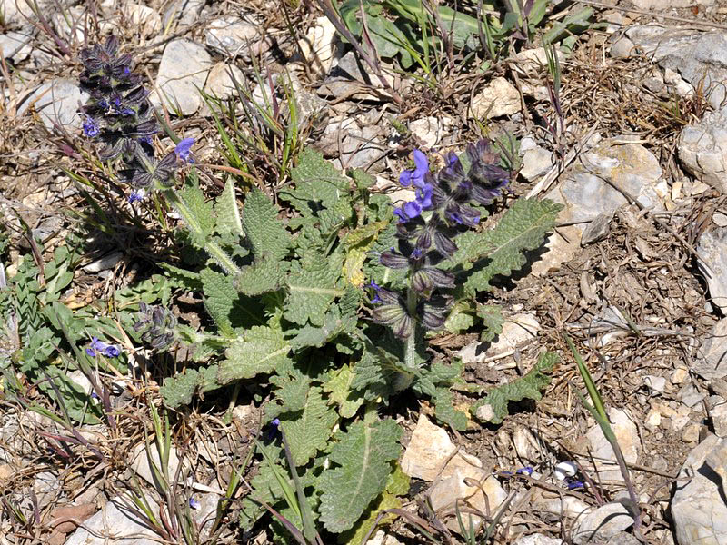 Le piante selvatiche di Gabii