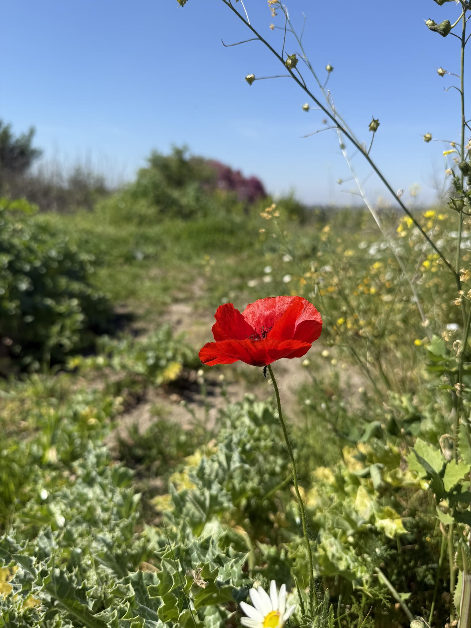 Le piante selvatiche di Gabii