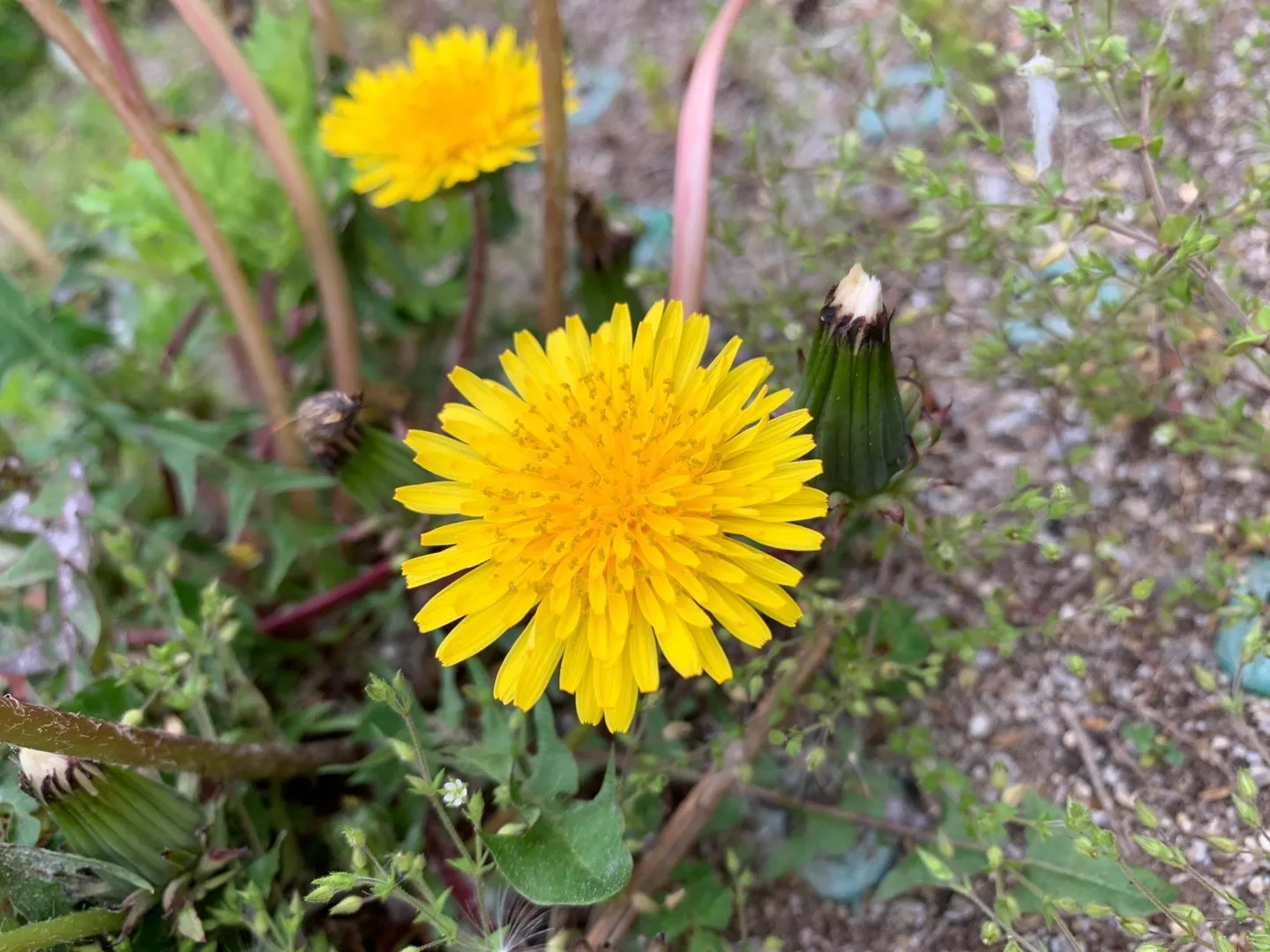 Piante selvatiche intorno al tempio di Giunone Gabina