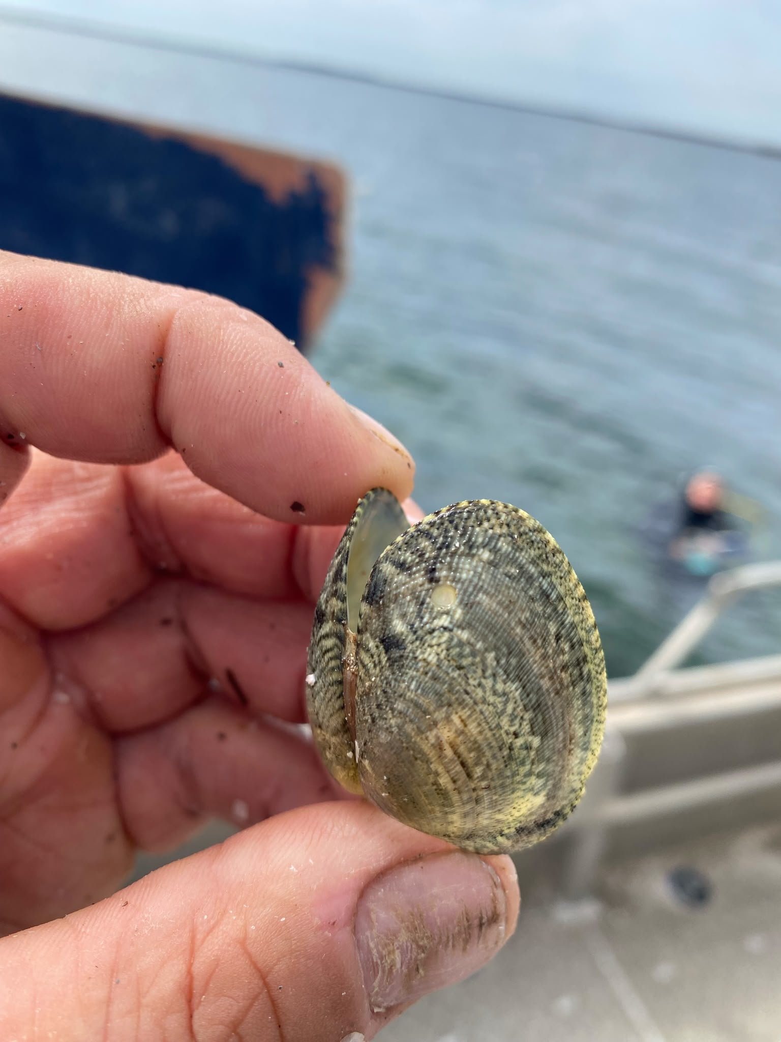 CLAM-EU: From ecological collapse to collective renewal: a participatory art–science demonstrator for a resilient blue economy in Europe’s lagoons